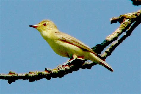 wat is fenolijn|Spotvogel, de fenolijn en alle overige onderwerpen